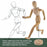 Wood 8" Artist Drawing Manikin Articulated Mannequin with Base and Flexible Body - Perfect For Drawing the Human Figure (8" Male)